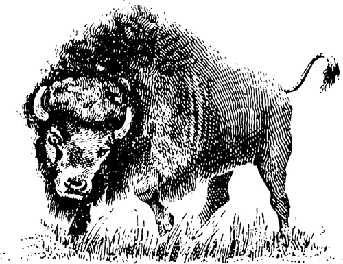 Buffalo tegning