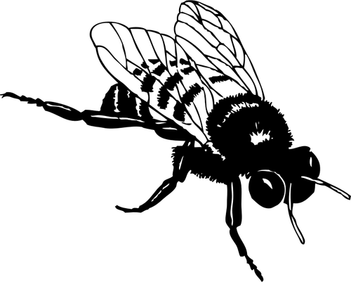 Wektor clipart bumble Bee