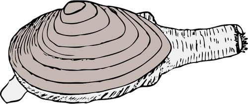 Vektorgrafik med mussla