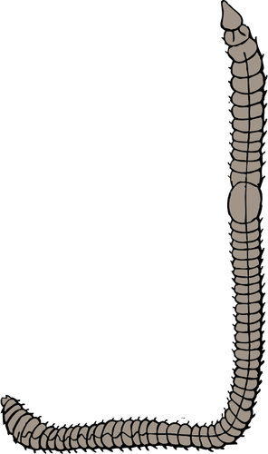 Vector illustration of earthworm