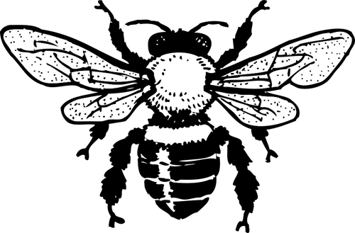 Vector de la imagen de la abeja