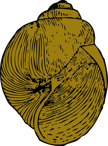 Vector afbeelding van slak shell