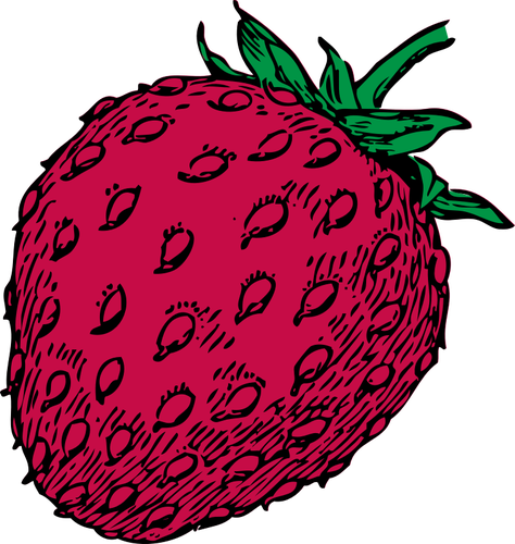 Vector drawing of red strawberry fruit