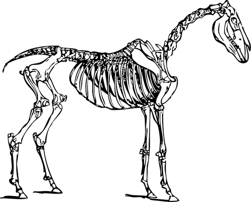 馬の骨格のベクトル画像