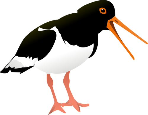 Gráficos vectoriales Haematopus palliatus