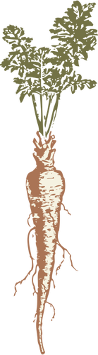 Vector image of a parsnip