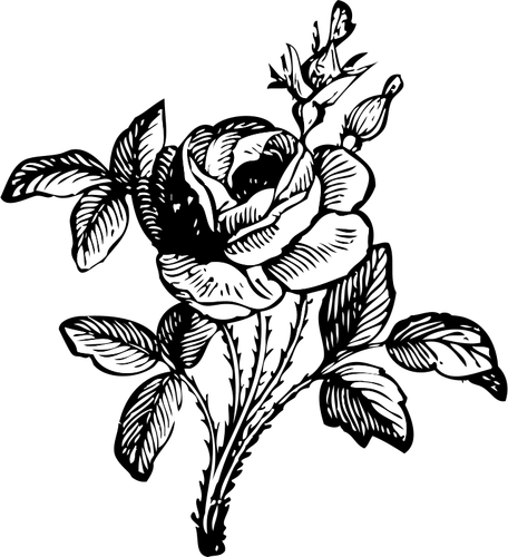 Róża wektorowa