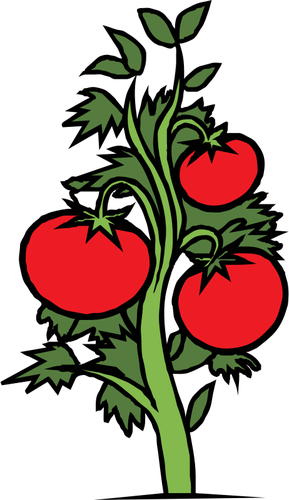 Tomate plante vector clipart