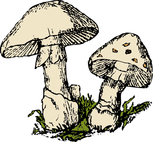 Twee paddestoelen vector