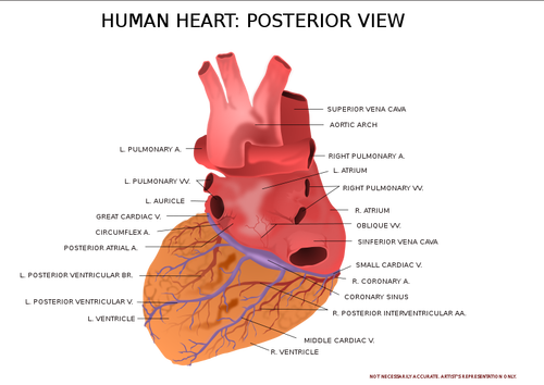 Corazón humano