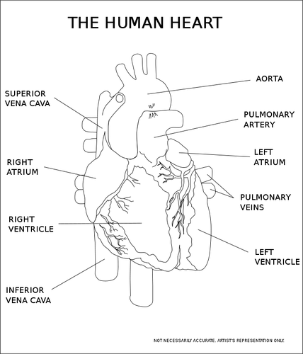 Imagine vectorială a inimii umane