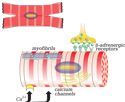 Vectorillustratie van myocardiocyte