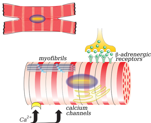 איור וקטורי של myocardiocyte