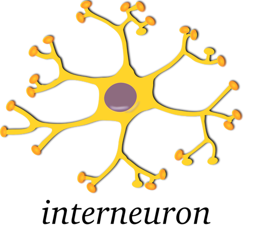 न्यूरॉन की वेक्टर छवि