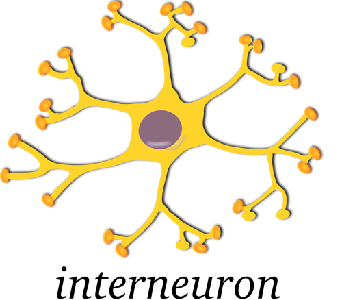 Vector de la imagen de neurona