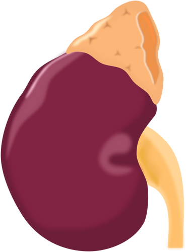 腎臓ベクトル画像