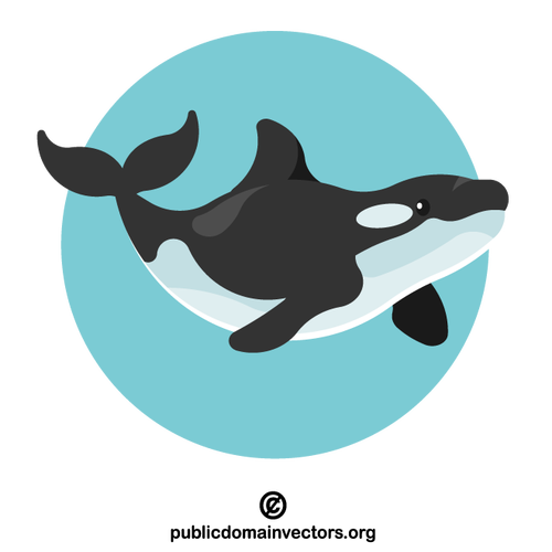 Killer whale vector