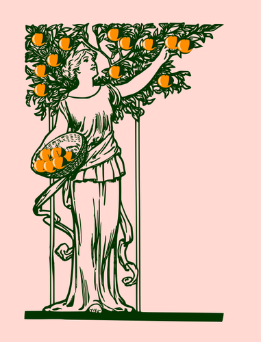 Леди сбор апельсинов