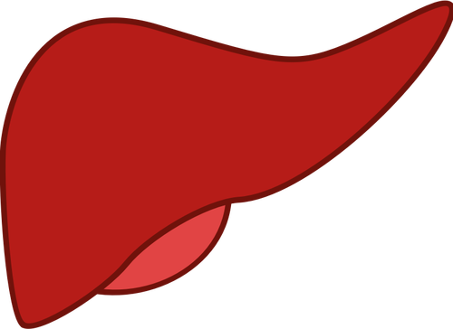 红色的肝脏