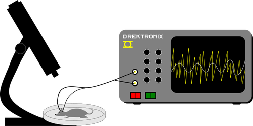 Maus EEG