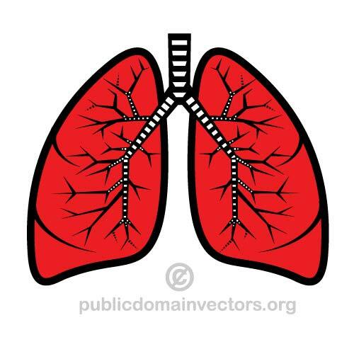 Illustrazione vettoriale di polmoni