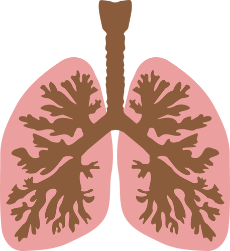 Keuhkot ja keuhkoputki