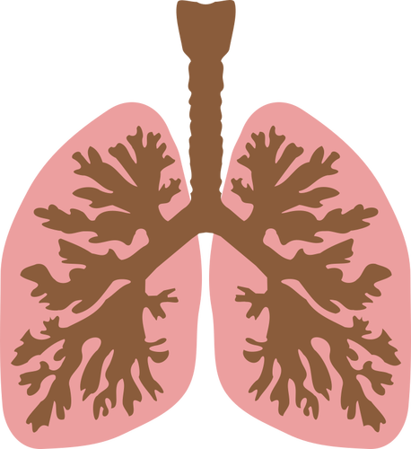 Lungs and bronchus