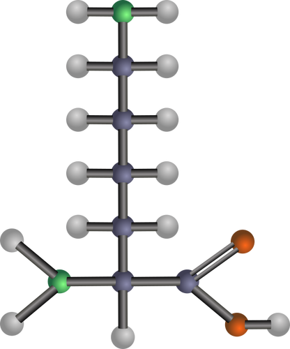 Het aminozuur lysine