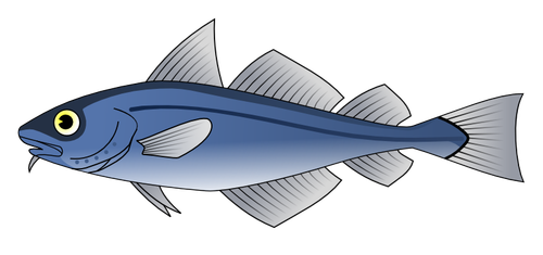 银鳕鱼矢量图