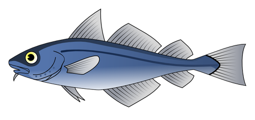 Codfish vector imagine