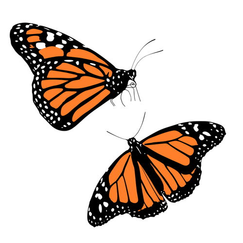 Clipart vectoriels de papillons noirs et orange