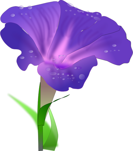 ClipArt vettoriali di orchis