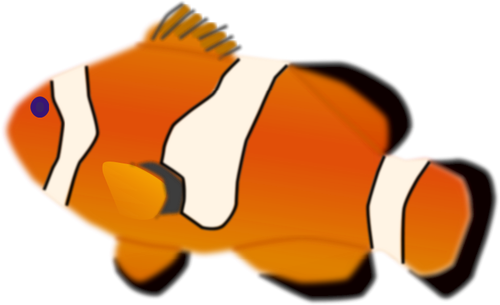 Amphiprion percula ryb vektorové ilustrace