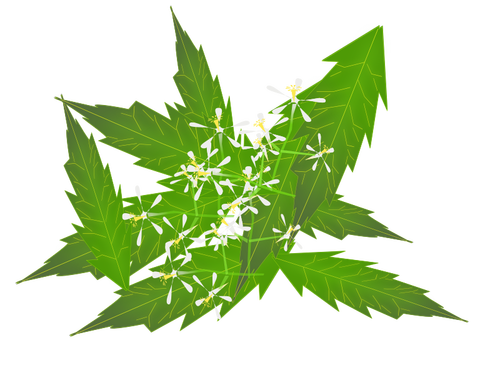 Imagen de hojas de neem y flores en color
