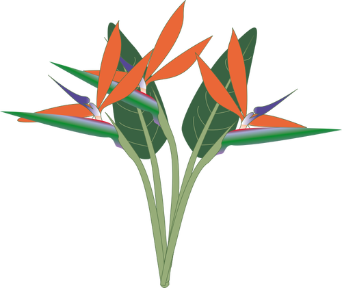 Clip art wektor z raju kwiat