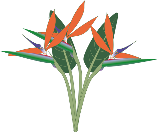 Clip-art vector da flor do paraíso