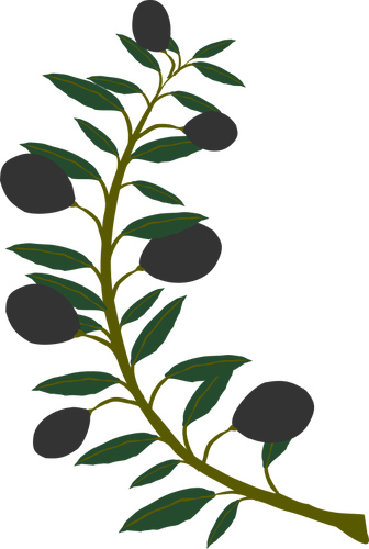 Rami di ulivo con olive nere