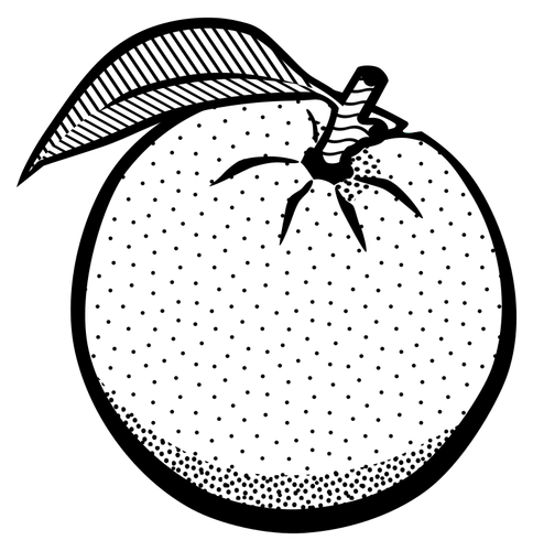 Drawing of an orange