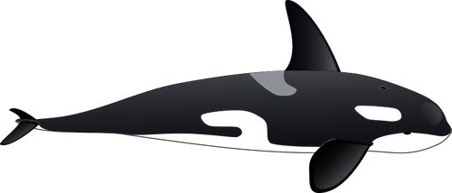 Vector de la imagen de gran orca