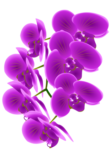 Branche orchidée