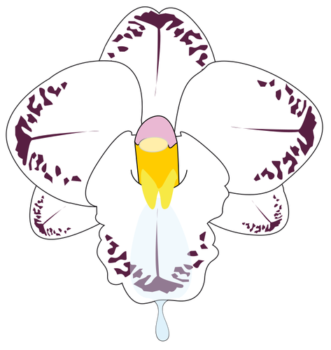 Clipartów dziki kwiat orchidei w kolorze