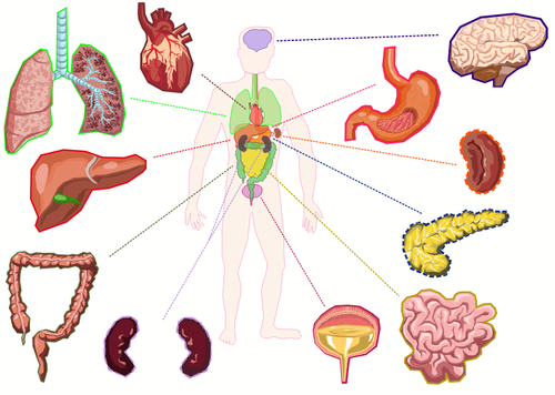 Órgãos do corpo humano