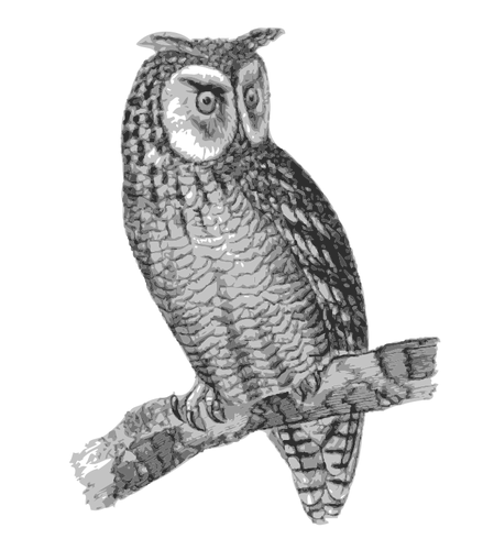 Owl drawing