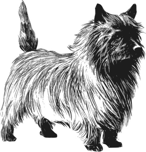 Cairn terrier vektortegning