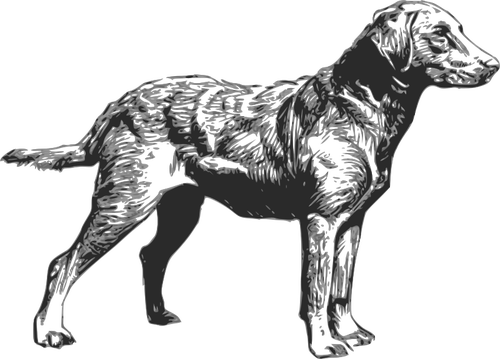 Chesapeake Bay Retriever vector drawing