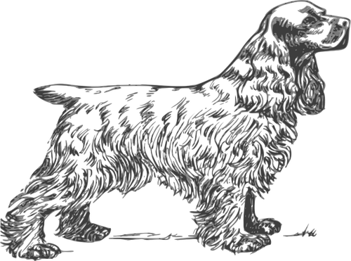 Cocker Spaniel desenho vetorial de tons de cinza
