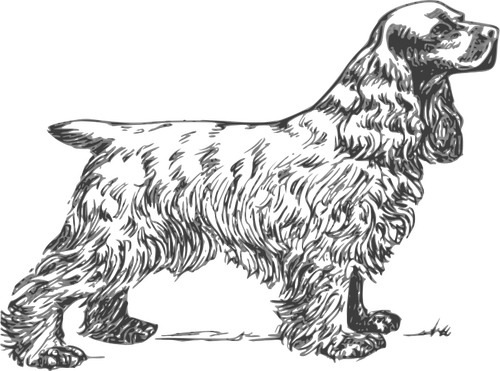 Cocker Spaniel grijswaarden vector tekening