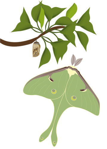 Luna moth