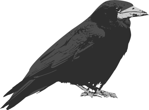 Ворон птица векторные картинки