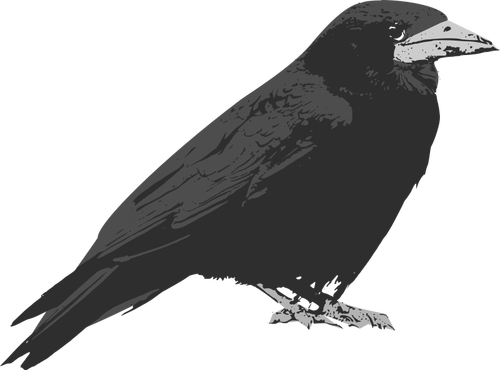 Rabe Vogel Vektor-ClipArt